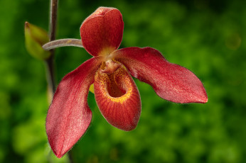 Картинка цветы орхидеи орхидея