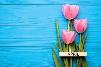 обоя цветы, тюльпаны, розовые, табличка, апрель
