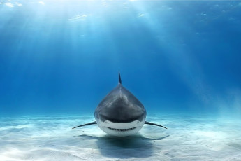 обоя great white shark, животные, акулы, great, white, shark