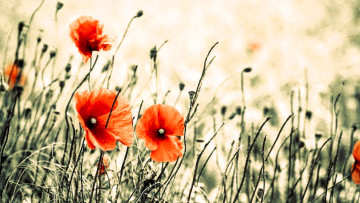 обоя цветы, маки, трава, луг