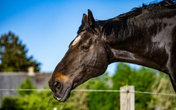 обоя животные, лошади, лошадь, голова, деревня