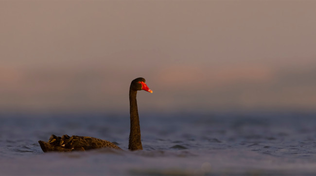 Обои картинки фото black swan, животные, лебеди, black, swan