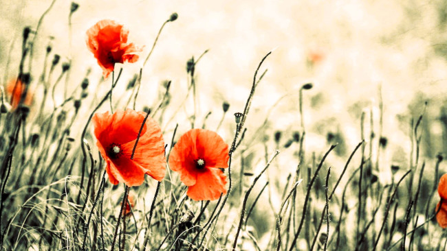 Обои картинки фото цветы, маки, трава, луг