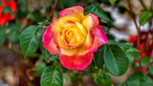 Обои картинки фото цветы, розы, двухцветная, роза, макро