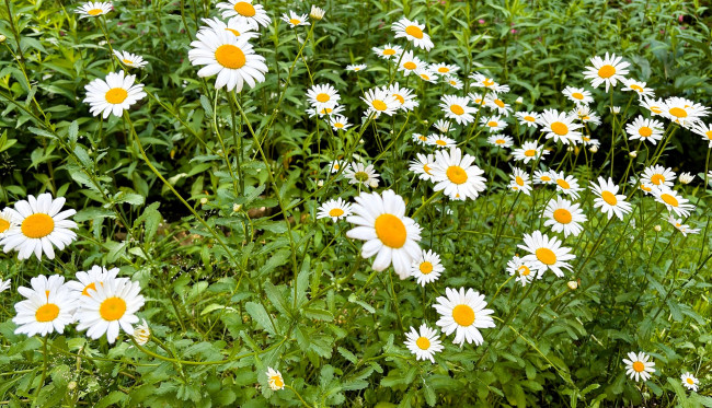 Обои картинки фото цветы, ромашки, зелень