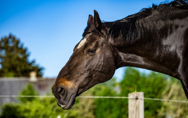 Обои картинки фото животные, лошади, лошадь, голова, деревня