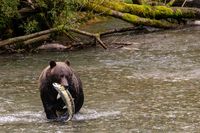 Обои картинки фото alaska, животные, медведи