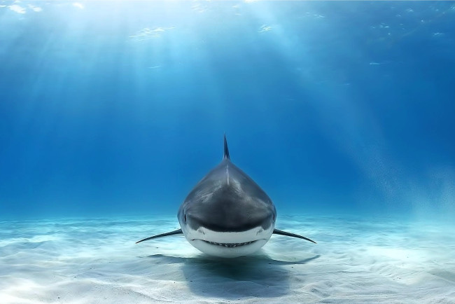 Обои картинки фото great white shark, животные, акулы, great, white, shark