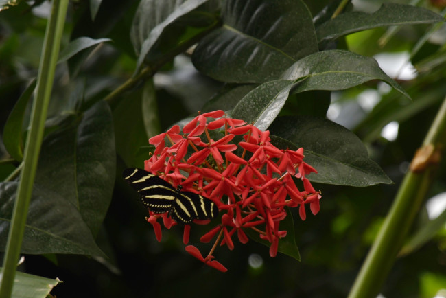 Обои картинки фото zebra longwing butterfly, животные, бабочки,  мотыльки,  моли, zebra, longwing, butterfly