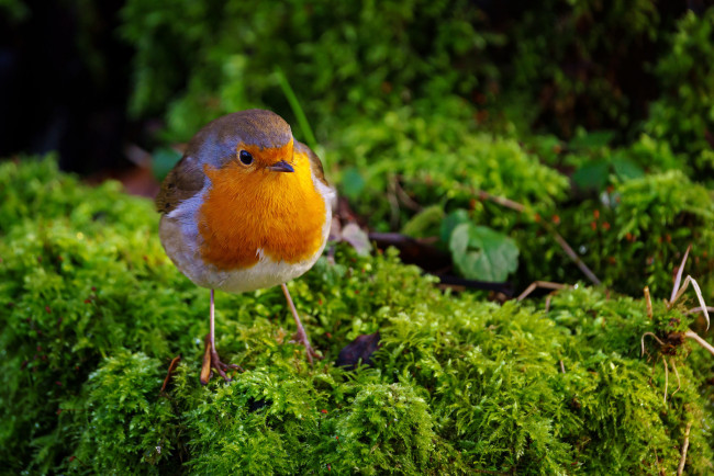 Обои картинки фото животные, синицы,  лазоревки, птица