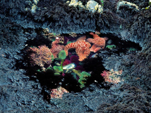 Картинка животные морские звёзды