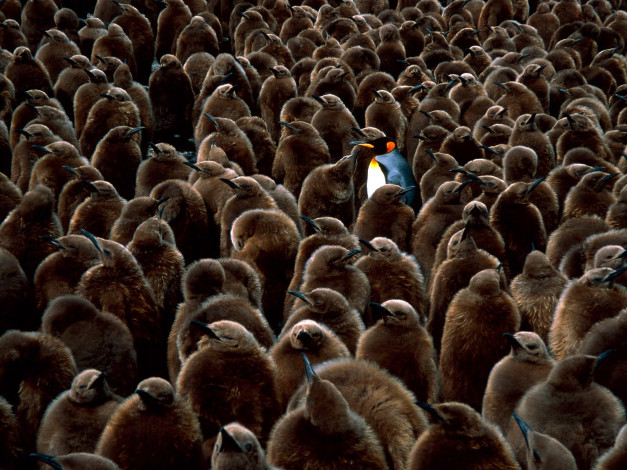 Обои картинки фото животные, пингвины