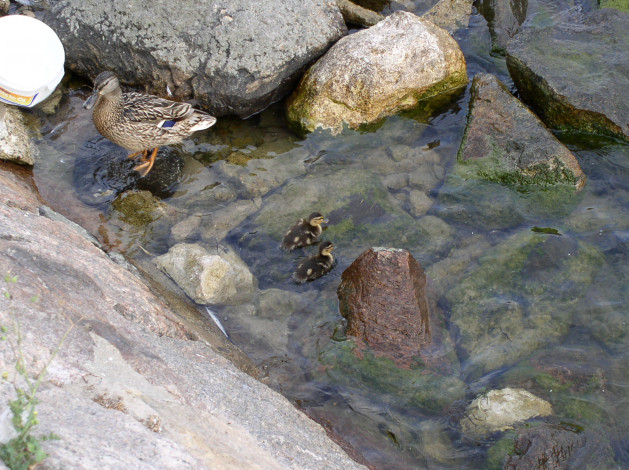 Обои картинки фото entchen, животные, утки