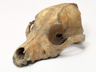 Картинка разное кости рентген