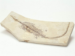 Картинка разное ракушки кораллы декоративные spa камни