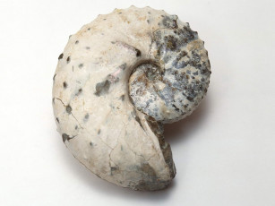 Картинка разное ракушки кораллы декоративные spa камни