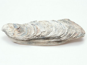 Картинка разное ракушки кораллы декоративные spa камни