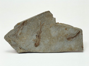 Картинка разное ракушки кораллы декоративные spa камни