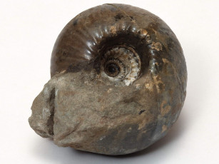 Картинка разное ракушки кораллы декоративные spa камни