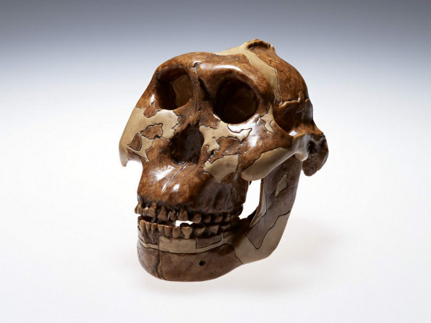 Обои картинки фото разное, кости, рентген