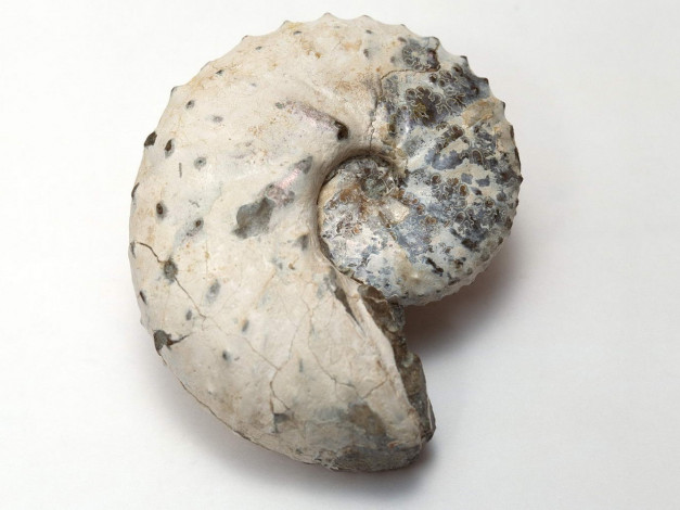 Обои картинки фото разное, ракушки, кораллы, декоративные, spa, камни