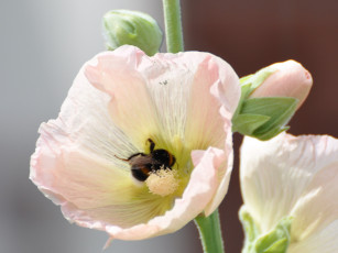 Картинка цветы мальвы