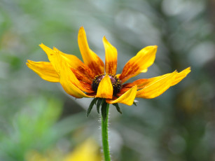 Картинка цветы рудбекия