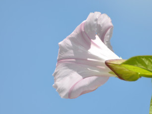 обоя цветы, вьюнки, ипомеи