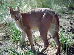 Картинка животные рыси