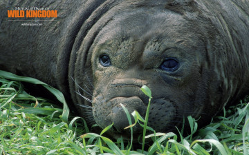 Картинка животные тюлени морские львы котики