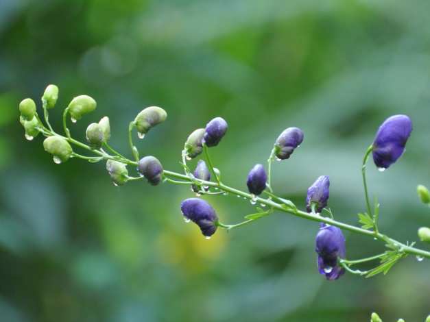 Обои картинки фото цветы