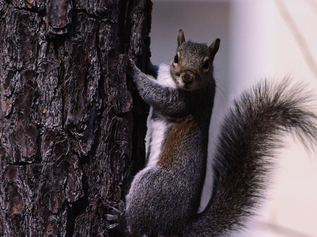 Обои картинки фото животные, белки
