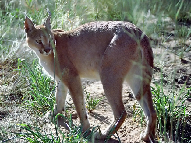 Обои картинки фото животные, рыси