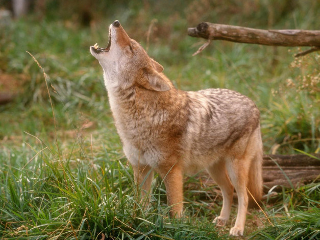 Обои картинки фото животные, волки