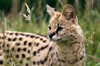 Картинка животные сервалы пятна взгляд