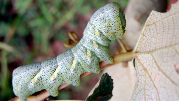 Картинка животные гусеницы гусеница зеленый