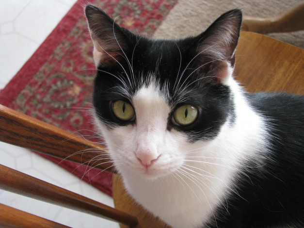 Обои картинки фото животные, коты