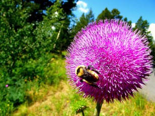 Картинка цветы Чертополох репейник шмель цветок