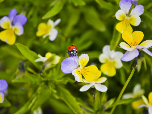 Картинка животные божьи коровки божья коровка
