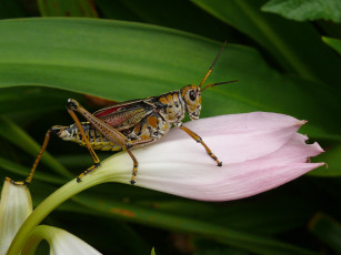 Картинка животные кузнечики саранча кузнечик цветок