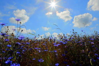 Картинка цветы васильки поле ромашки облака