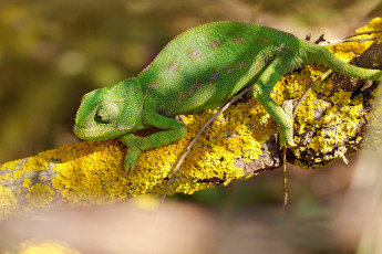 Картинка животные хамелеоны зеленый