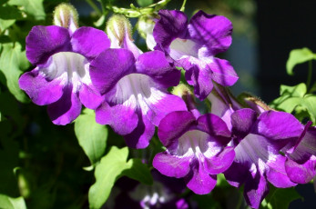 Картинка цветы лиловый