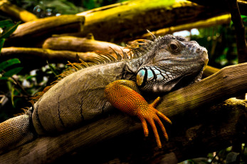 Картинка животные Ящерицы игуаны вараны игуана ящерица