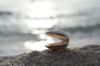 Картинка разное ракушки кораллы декоративные spa камни побережье ракушка