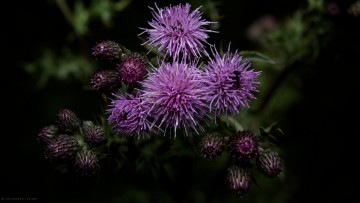 Картинка цветы Чертополох репейник ночь