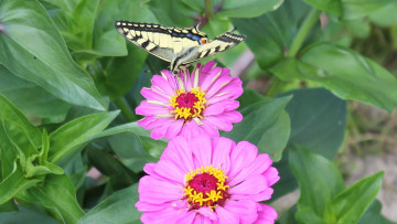 Картинка животные бабочки махаон