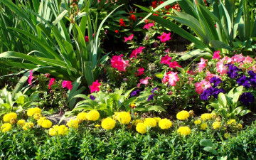 Картинка цветы разные вместе петунья клумба