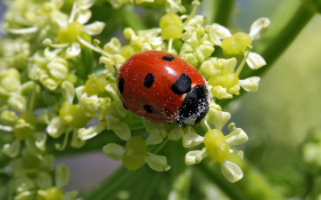 Картинка животные божьи коровки божья коровка