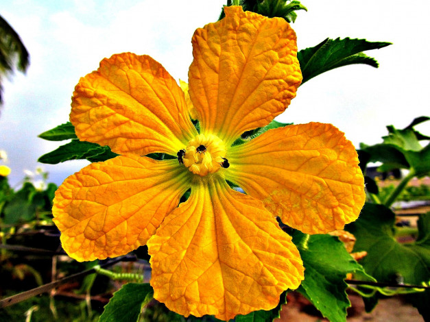 Обои картинки фото цветы, пчелы, лепестки